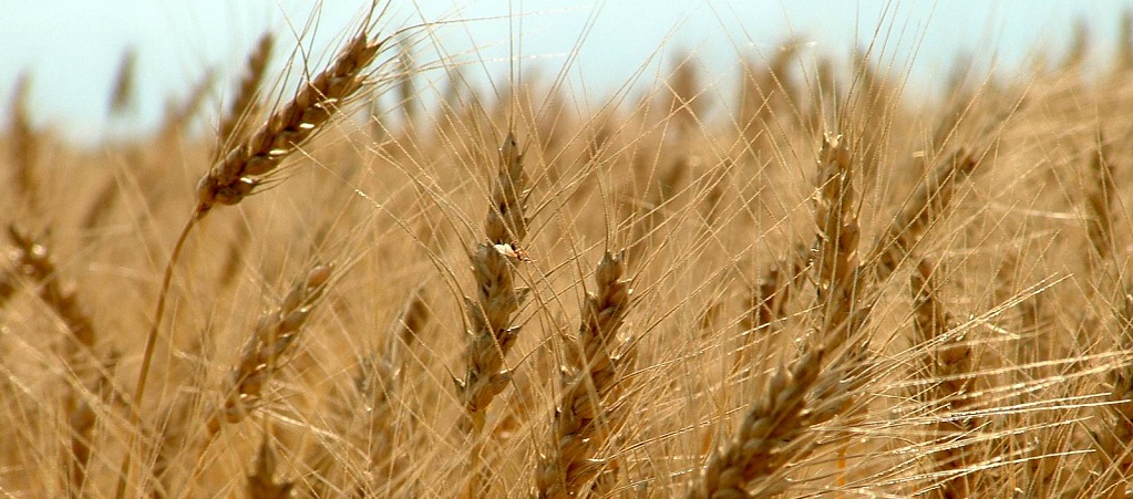 Glean