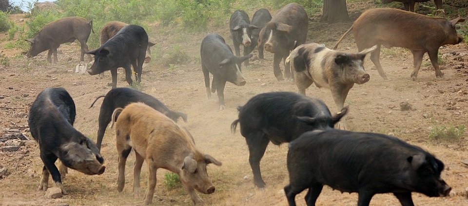 Jesus, the Demons, and the Pigs