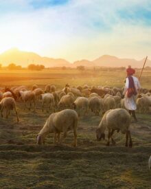 A Shepherd Looks at Psalm 23