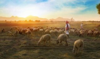 A Shepherd Looks at Psalm 23