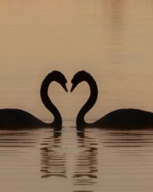 Harmony
