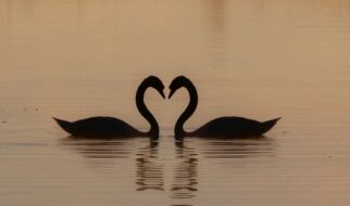 Harmony