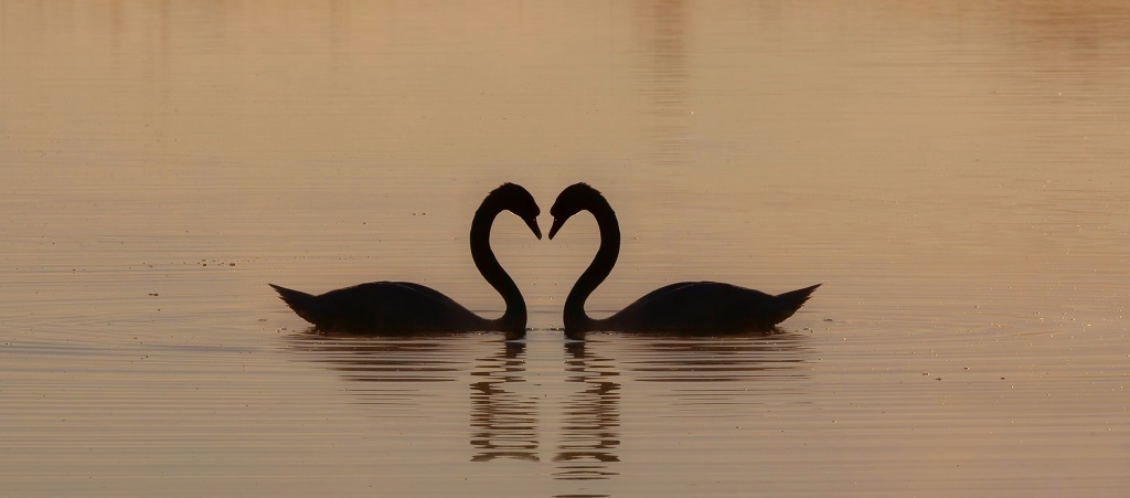 Harmony
