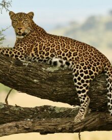 Can a Leopard Change Its Spots?