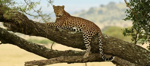 Can a Leopard Change Its Spots?